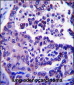 ARL8A Antibody (Center)